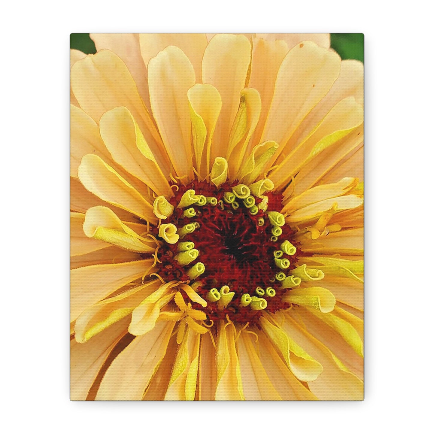 "Just Peachy" Large Floral Matte Canvas Art - Stretched Yellow Flower Wall Decor
