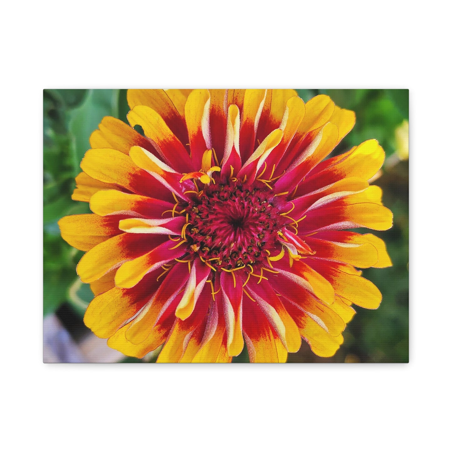 "Yellow Flame Zinnia" Vibrant Floral Canvas Art - Matte Stretched Print, Colorful Zinnia Flower Decor