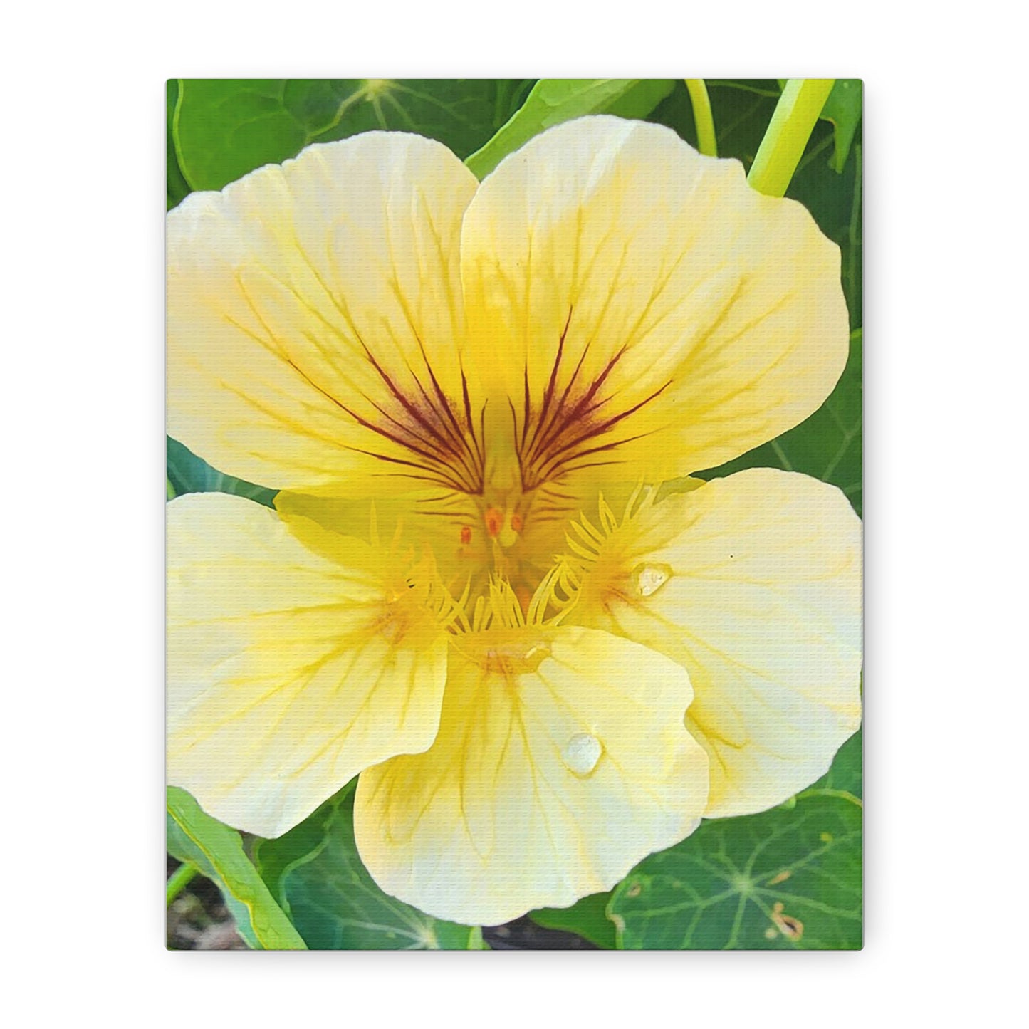 "Butterscotch Nasturtium" Floral Wall Art Canvas