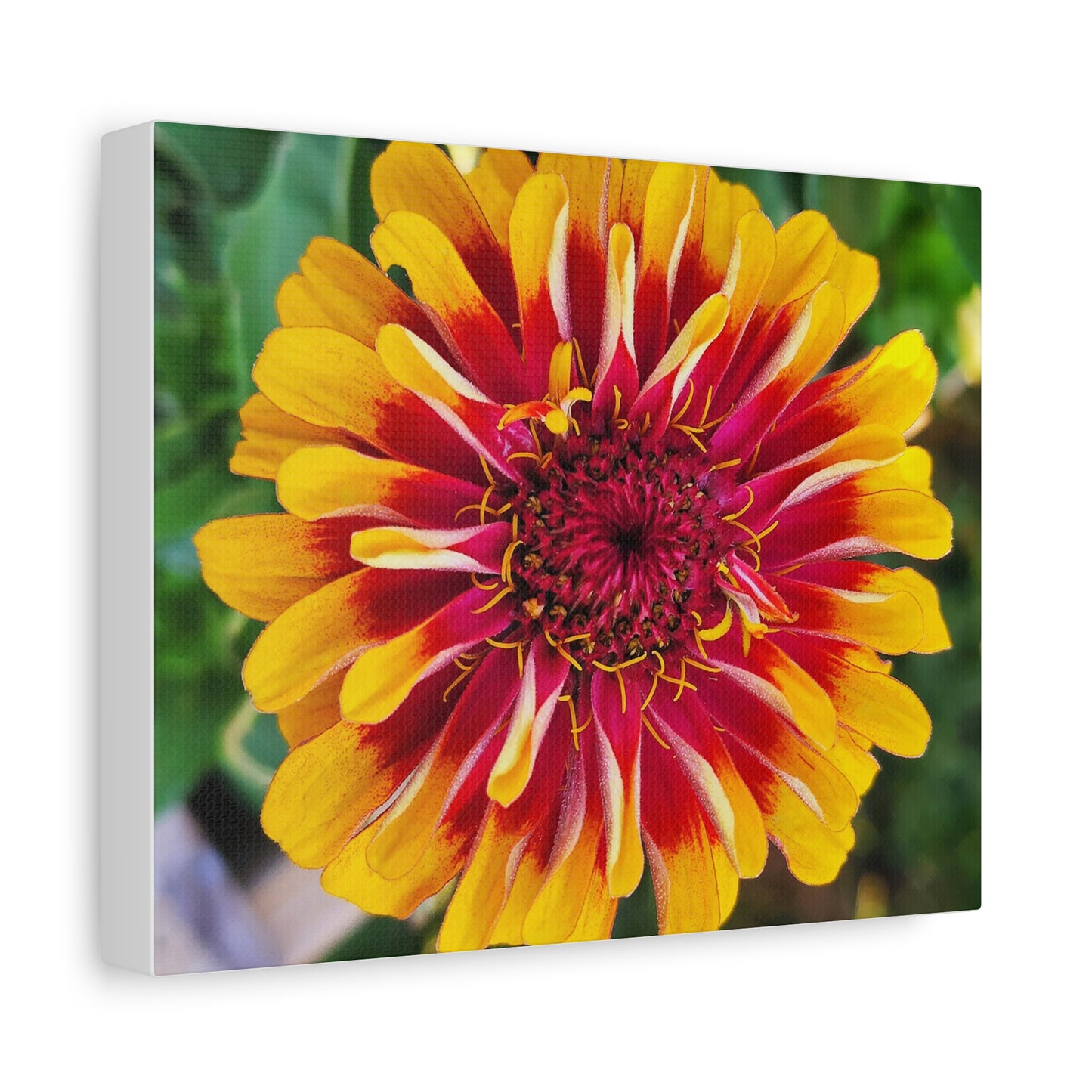"Yellow Flame Zinnia" Vibrant Floral Canvas Art - Matte Stretched Print, Colorful Zinnia Flower Decor