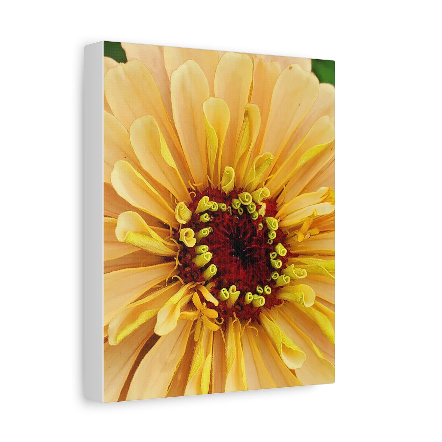 "Just Peachy" Large Floral Matte Canvas Art - Stretched Yellow Flower Wall Decor