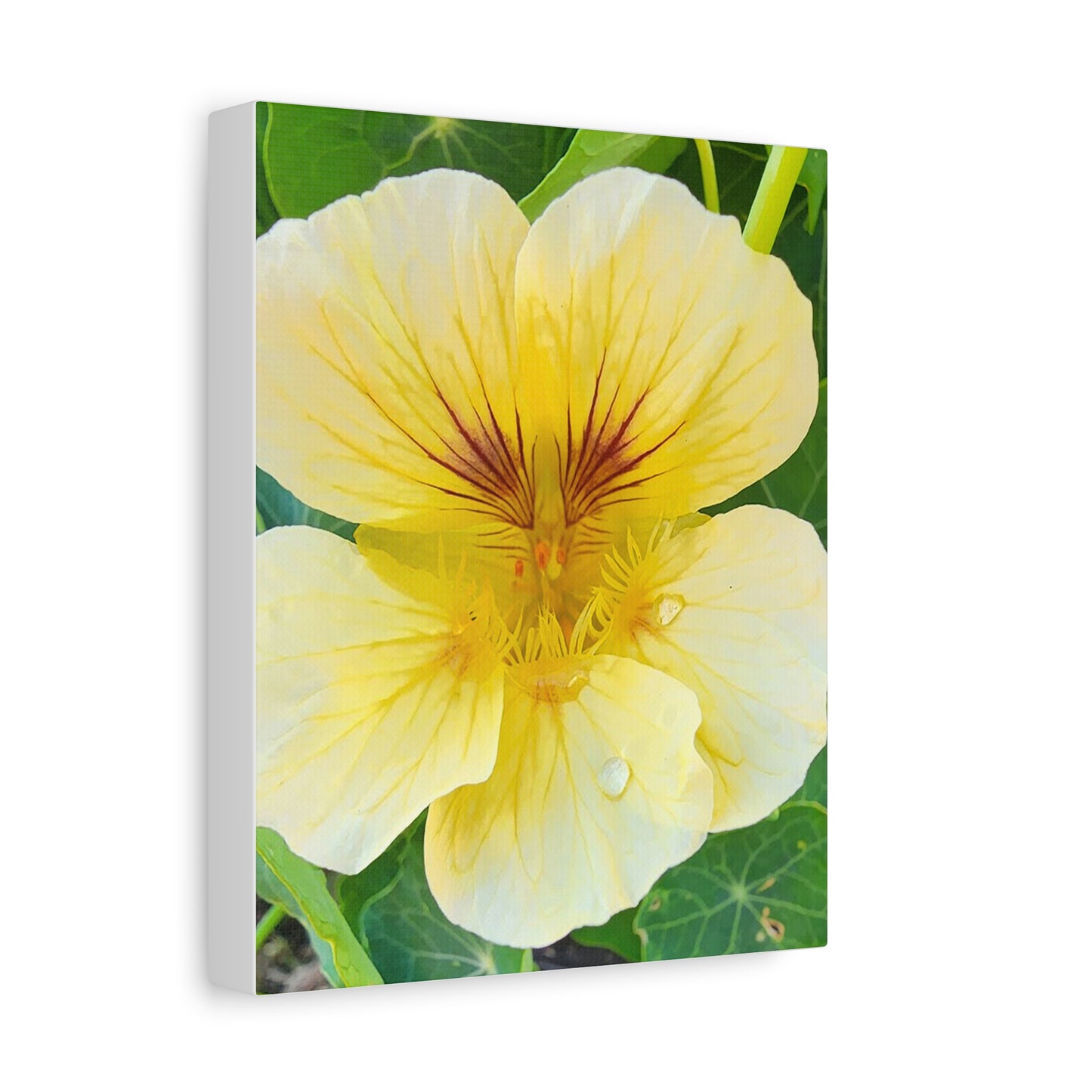 "Butterscotch Nasturtium" Floral Wall Art Canvas