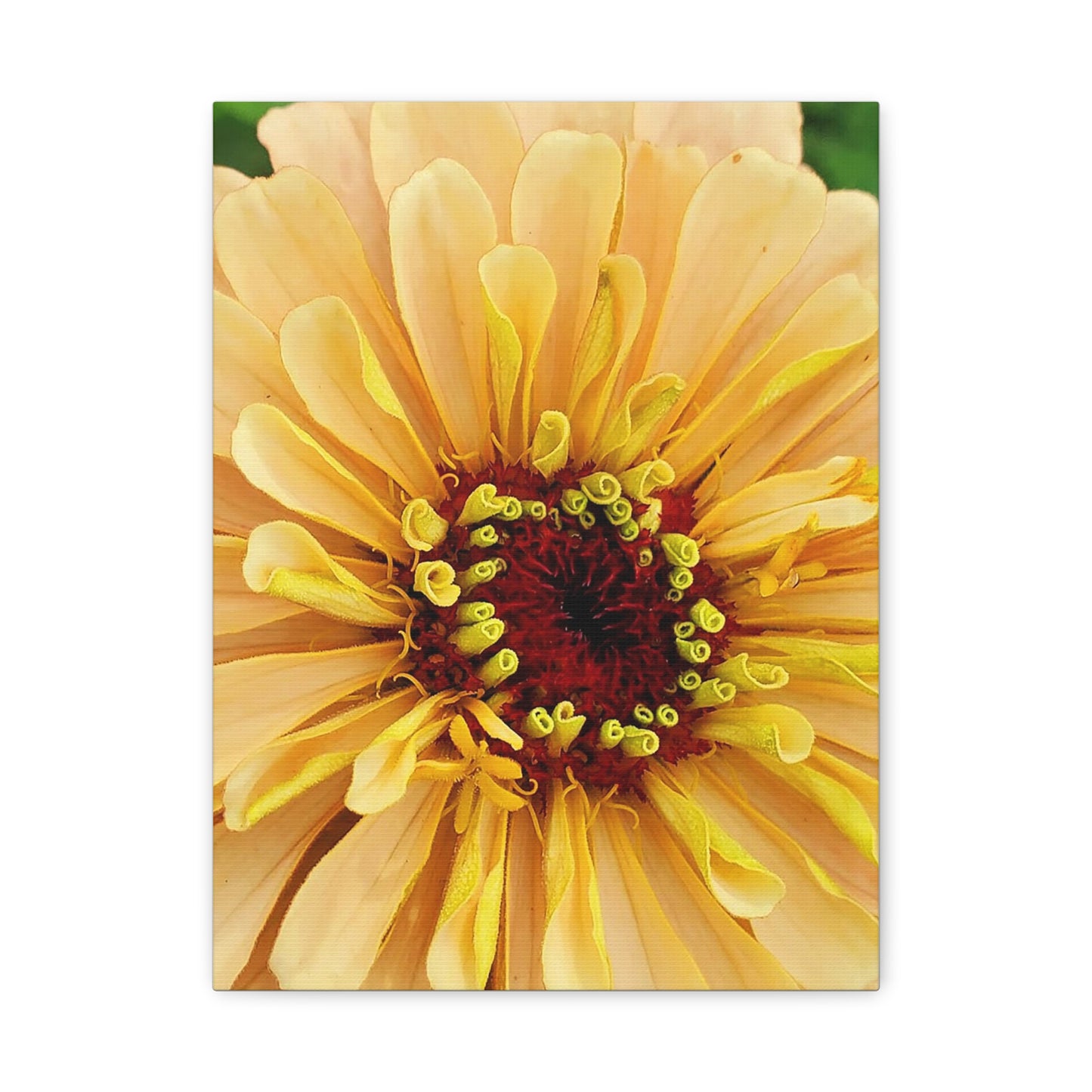 "Just Peachy" Large Floral Matte Canvas Art - Stretched Yellow Flower Wall Decor