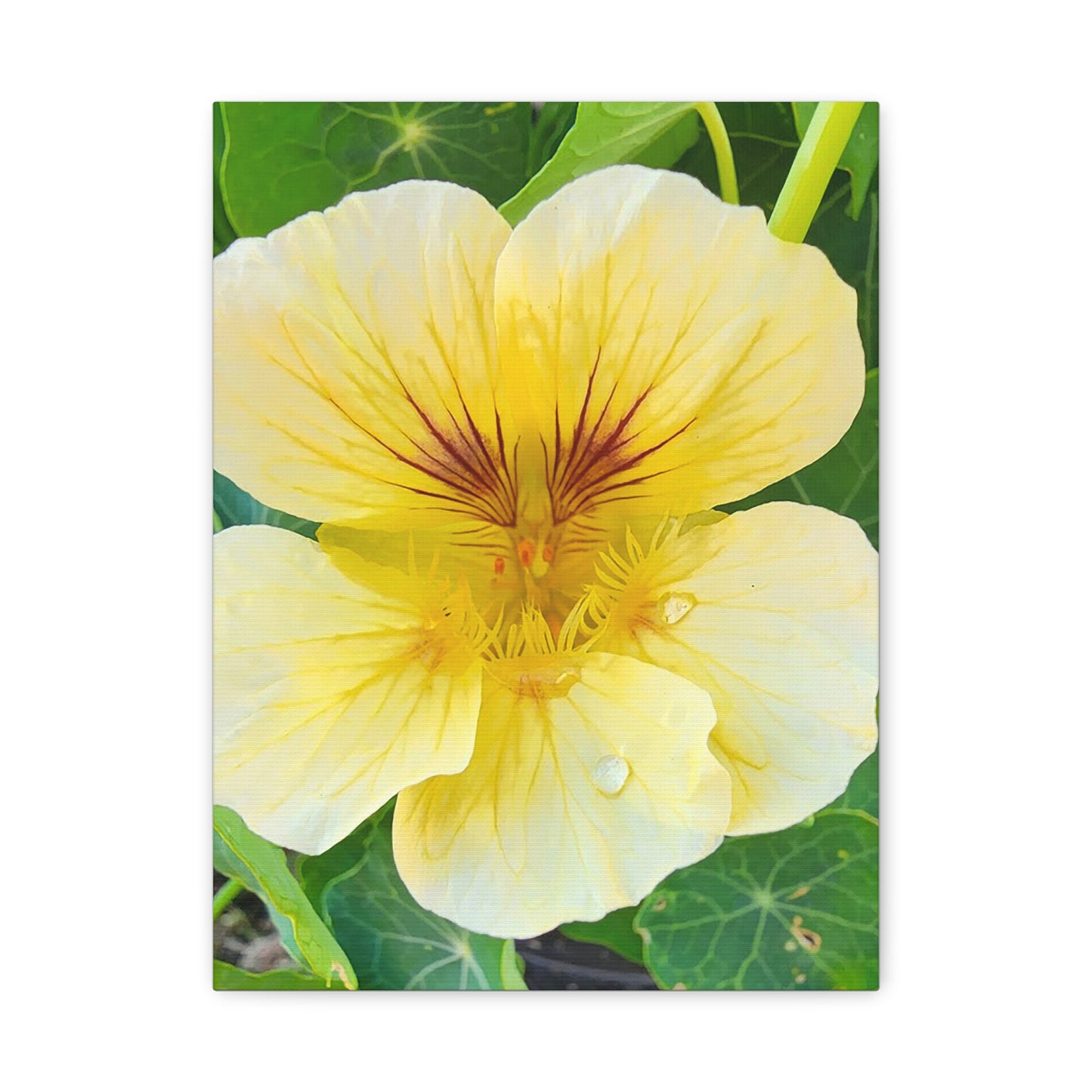 "Butterscotch Nasturtium" Floral Wall Art Canvas