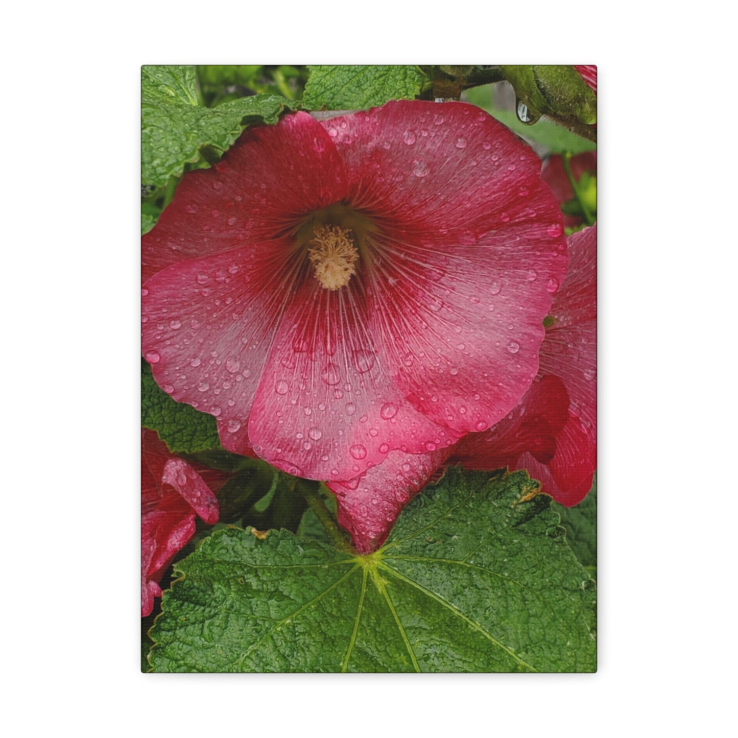 "Red Hollyhock" Canvas Gallery Wrap