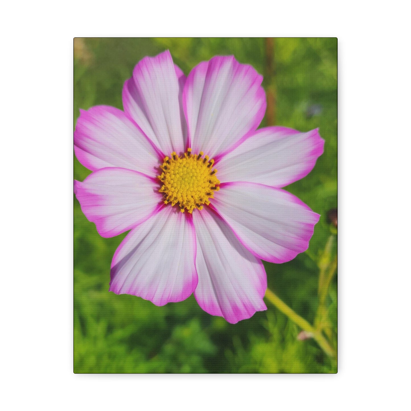 "Capriola Cosmos"