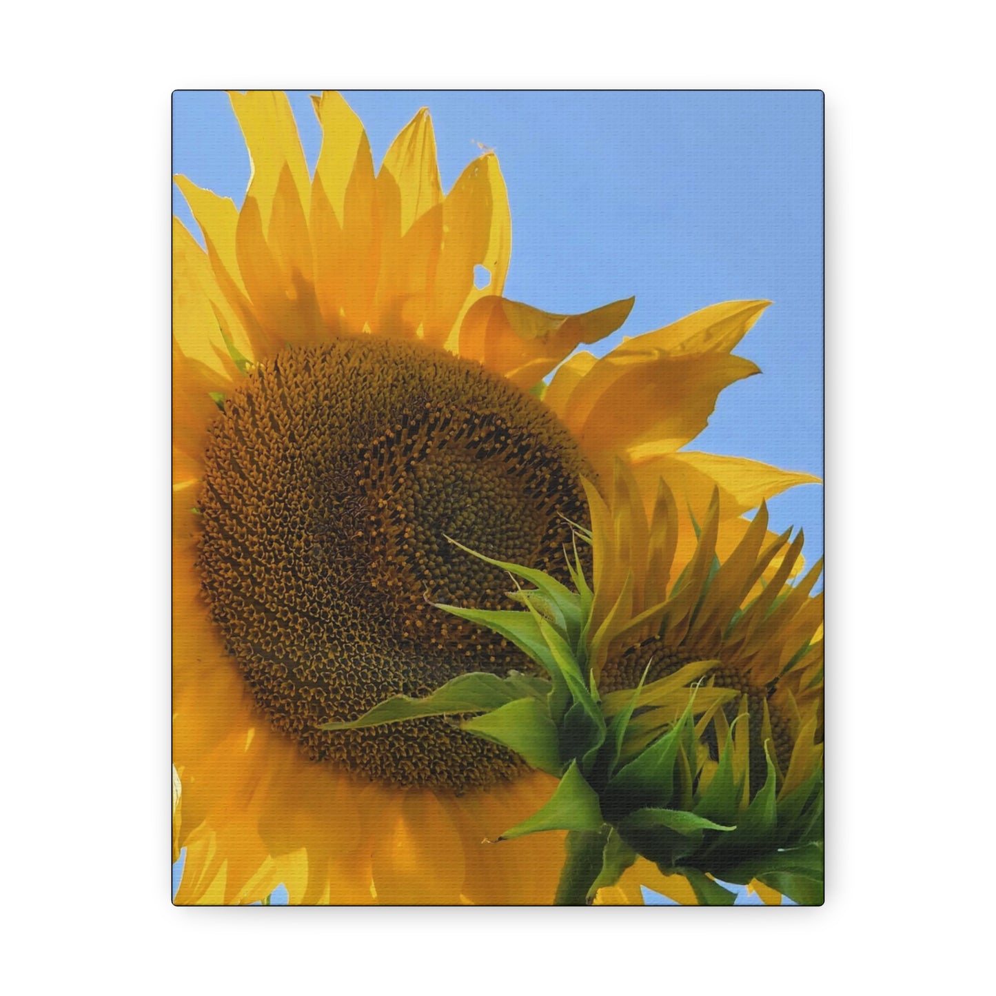 "Sunny Day" Canvas Gallery Wrap