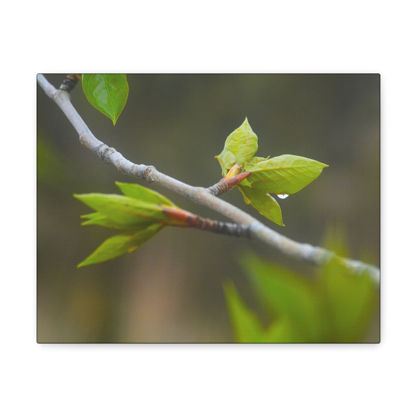 "Spring Twigs"