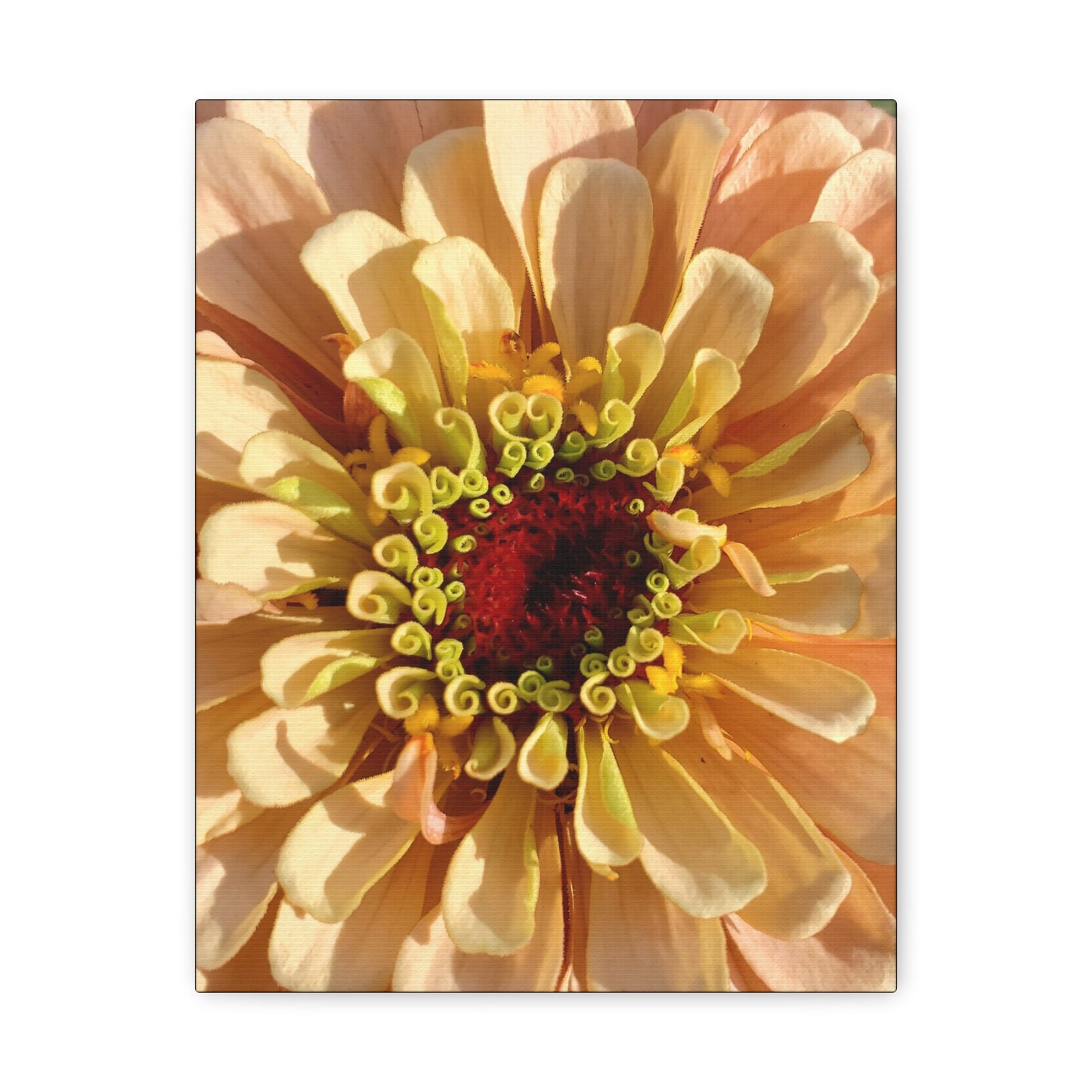 "Apricot Zinnia"