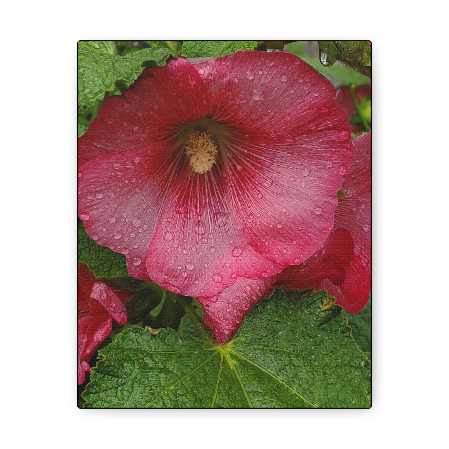 "Red Hollyhock" Canvas Gallery Wrap