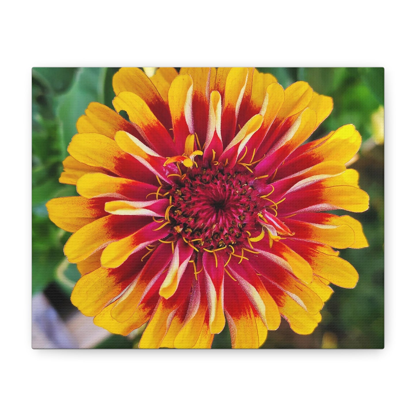 "Yellow Flame Zinnia" Vibrant Floral Canvas Art - Matte Stretched Print, Colorful Zinnia Flower Decor