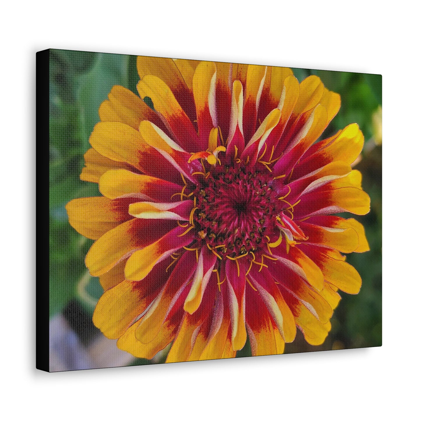 "Yellow Flame Zinnia"