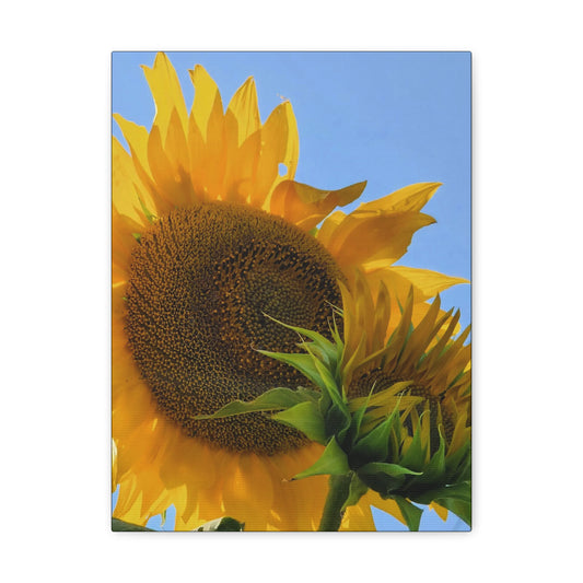 "Sunny Day" Canvas Gallery Wrap