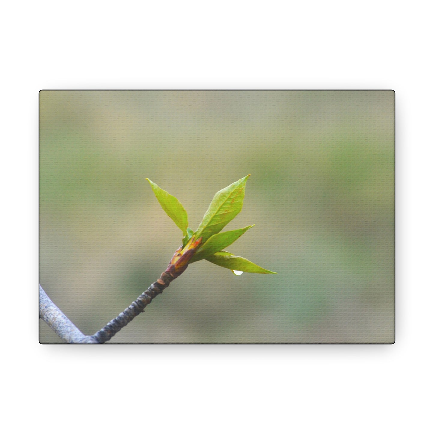 "Spring Twig"