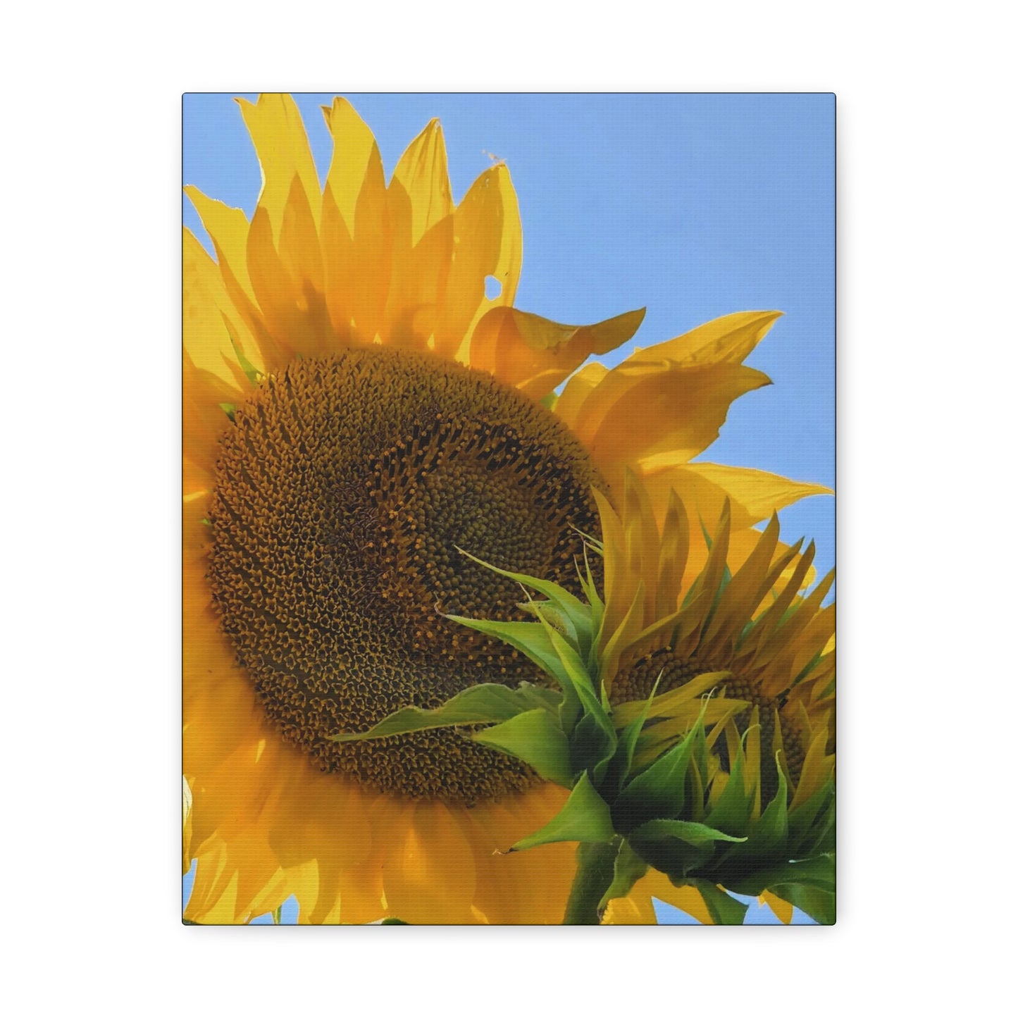 "Sunny Day" Canvas Gallery Wrap