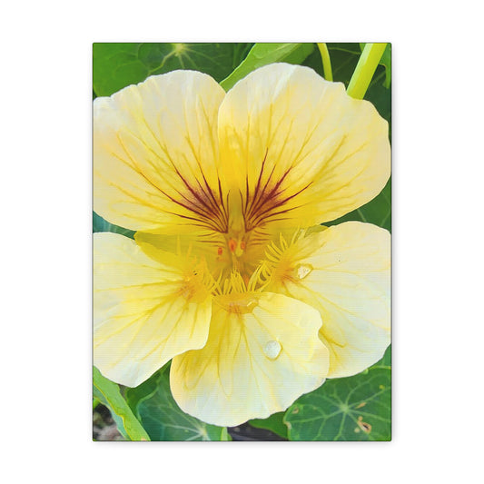 "Butterscotch Nasturtium"