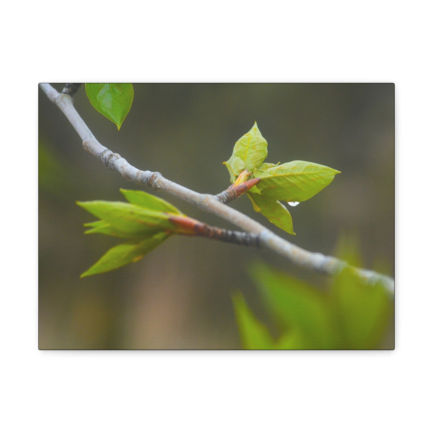 "Spring Twigs"