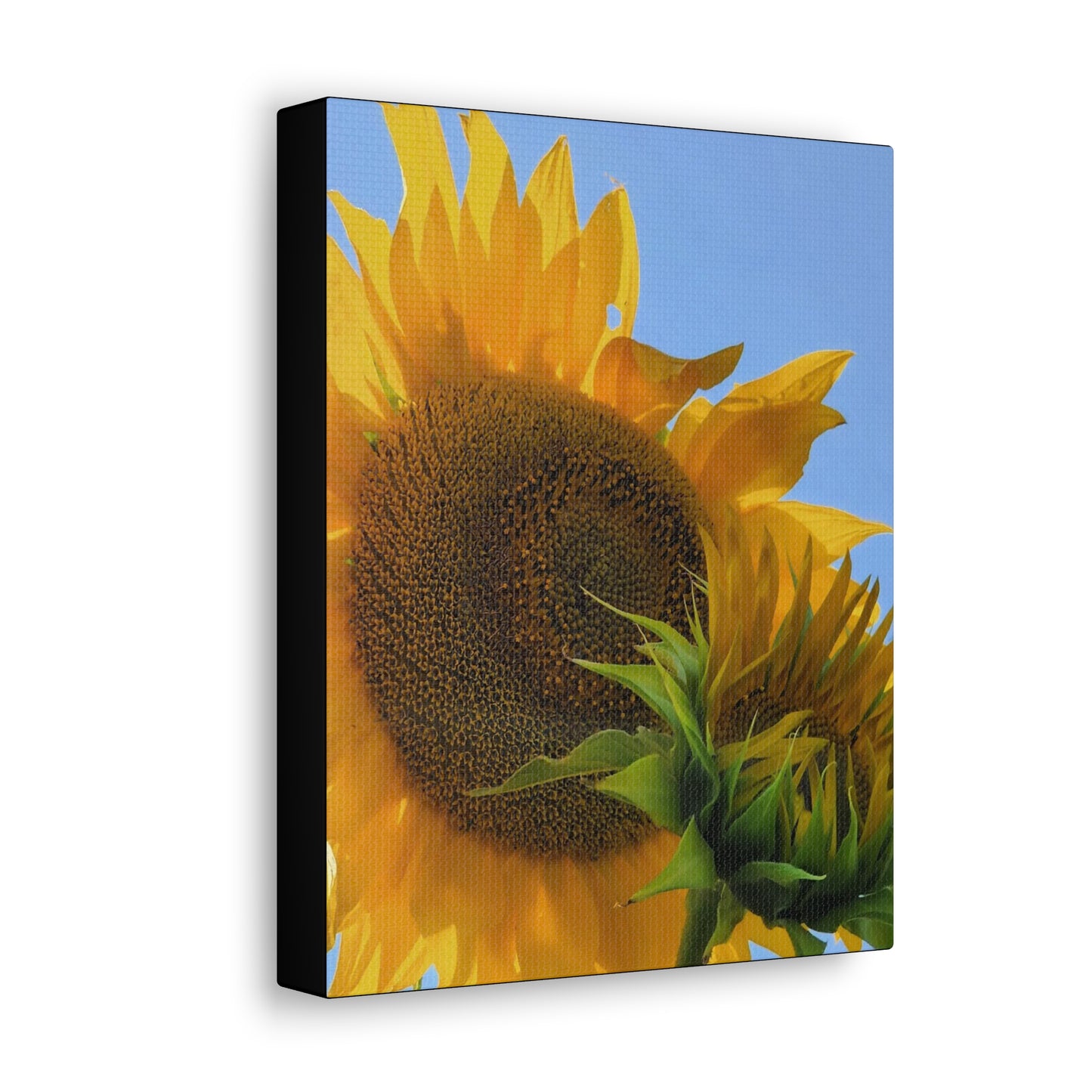 "Sunny Day" Canvas Gallery Wrap