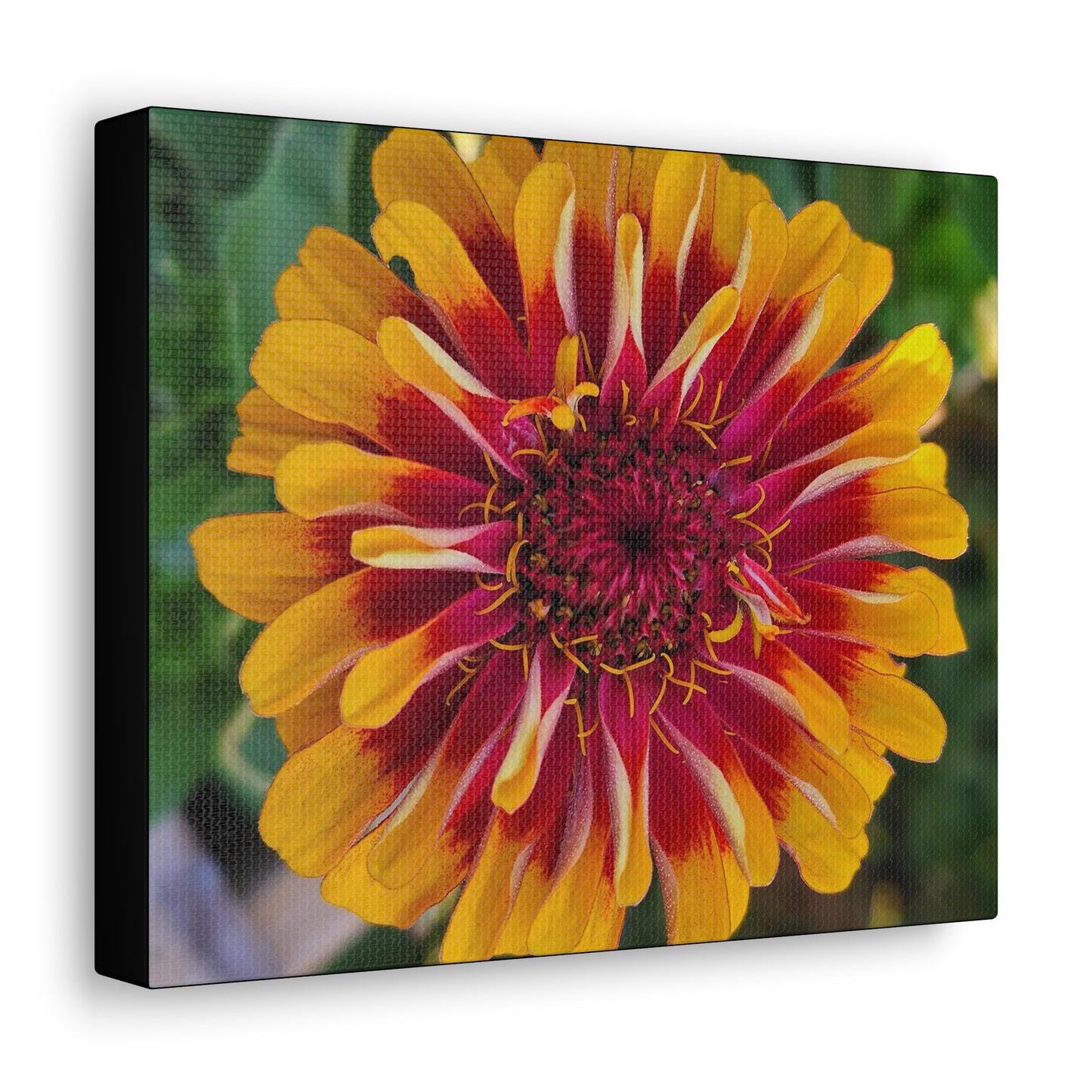 "Yellow Flame Zinnia"