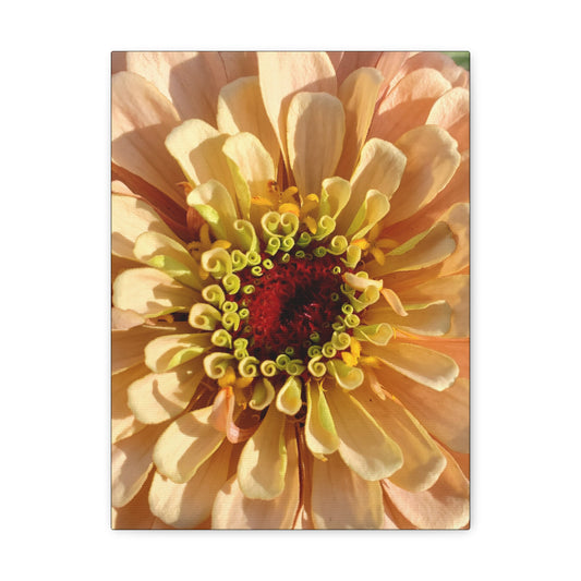 "Apricot Zinnia"