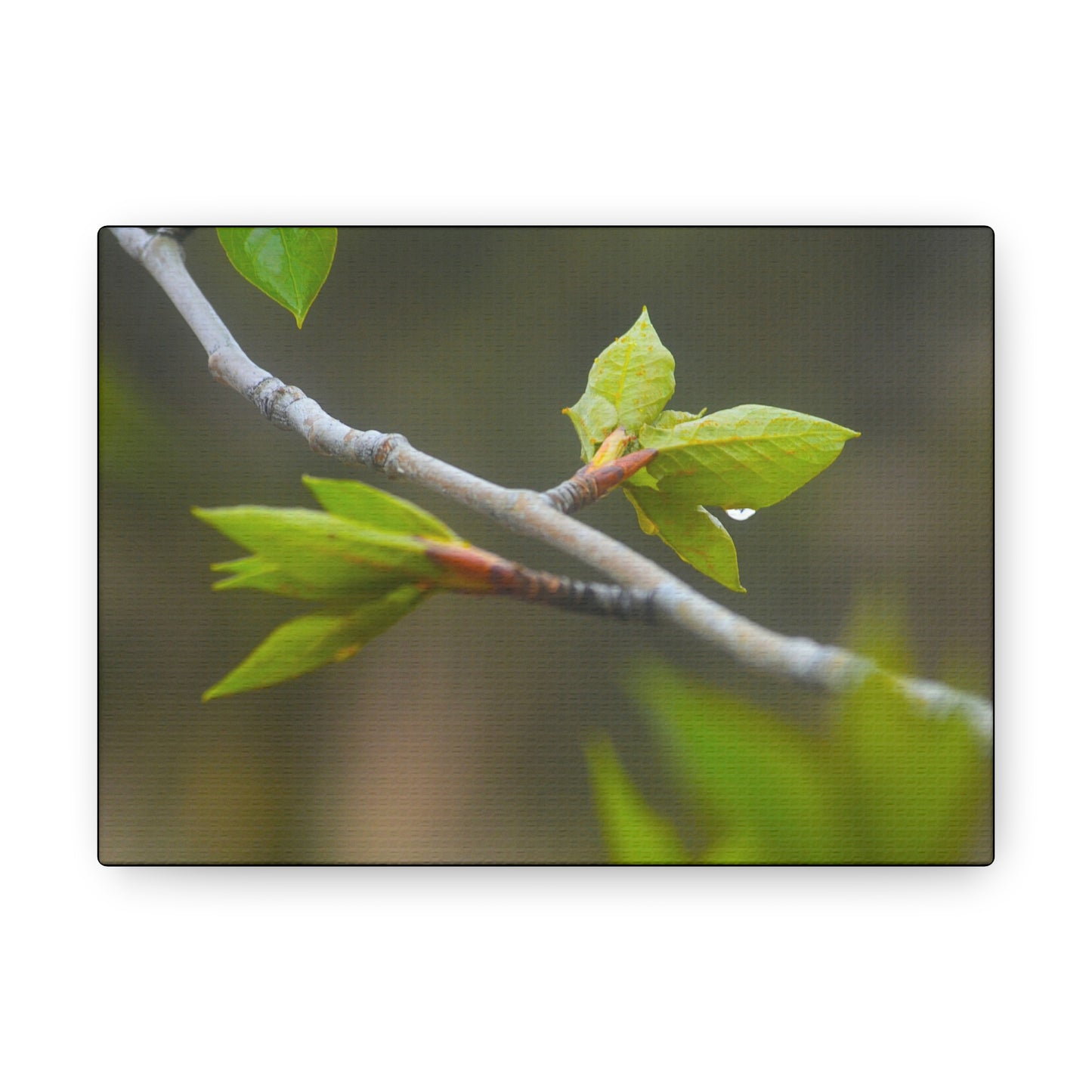 "Spring Twigs"