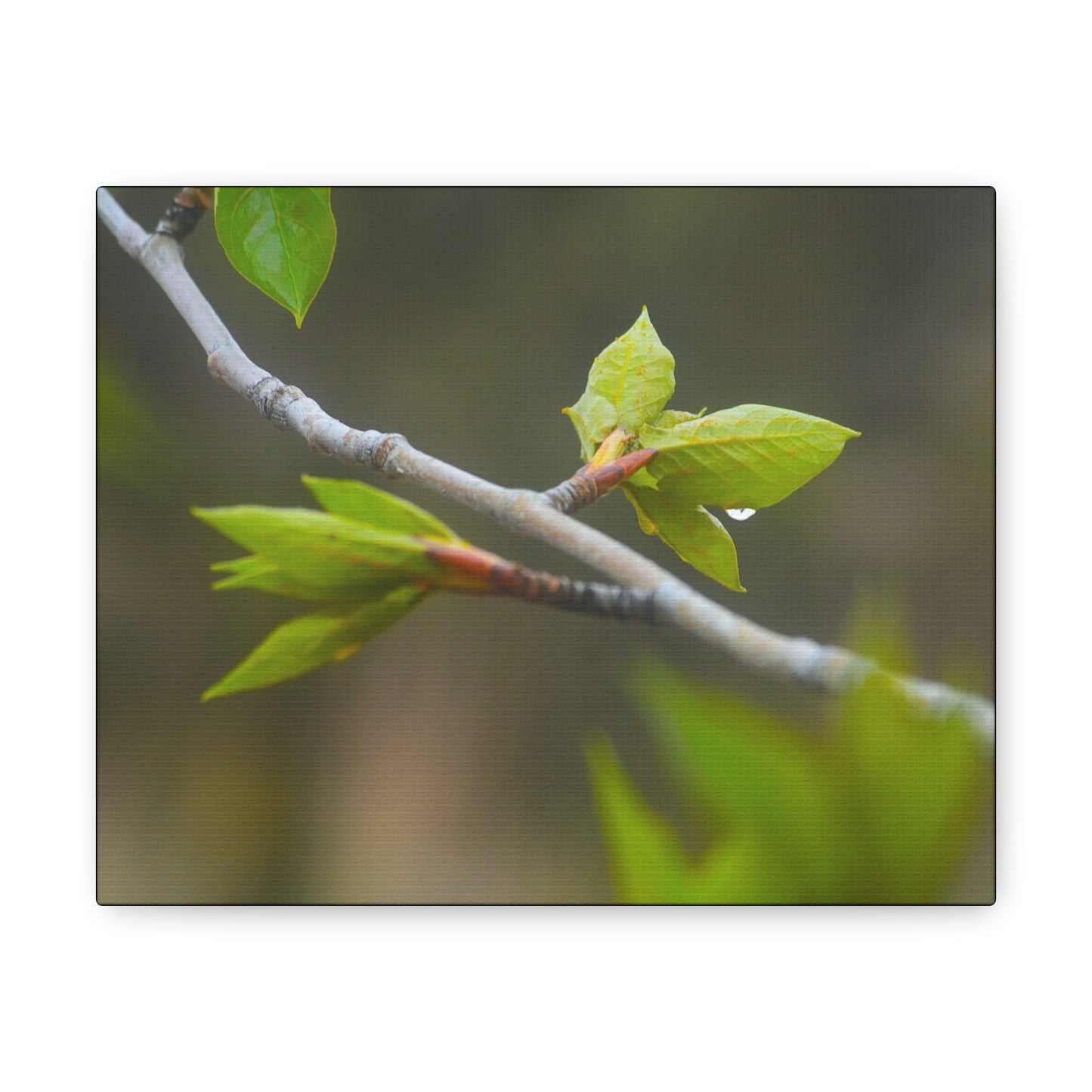 "Spring Twigs"