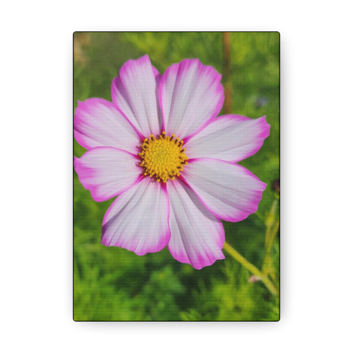 "Capriola Cosmos"