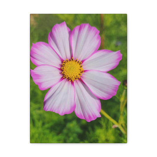 "Capriola Cosmos"