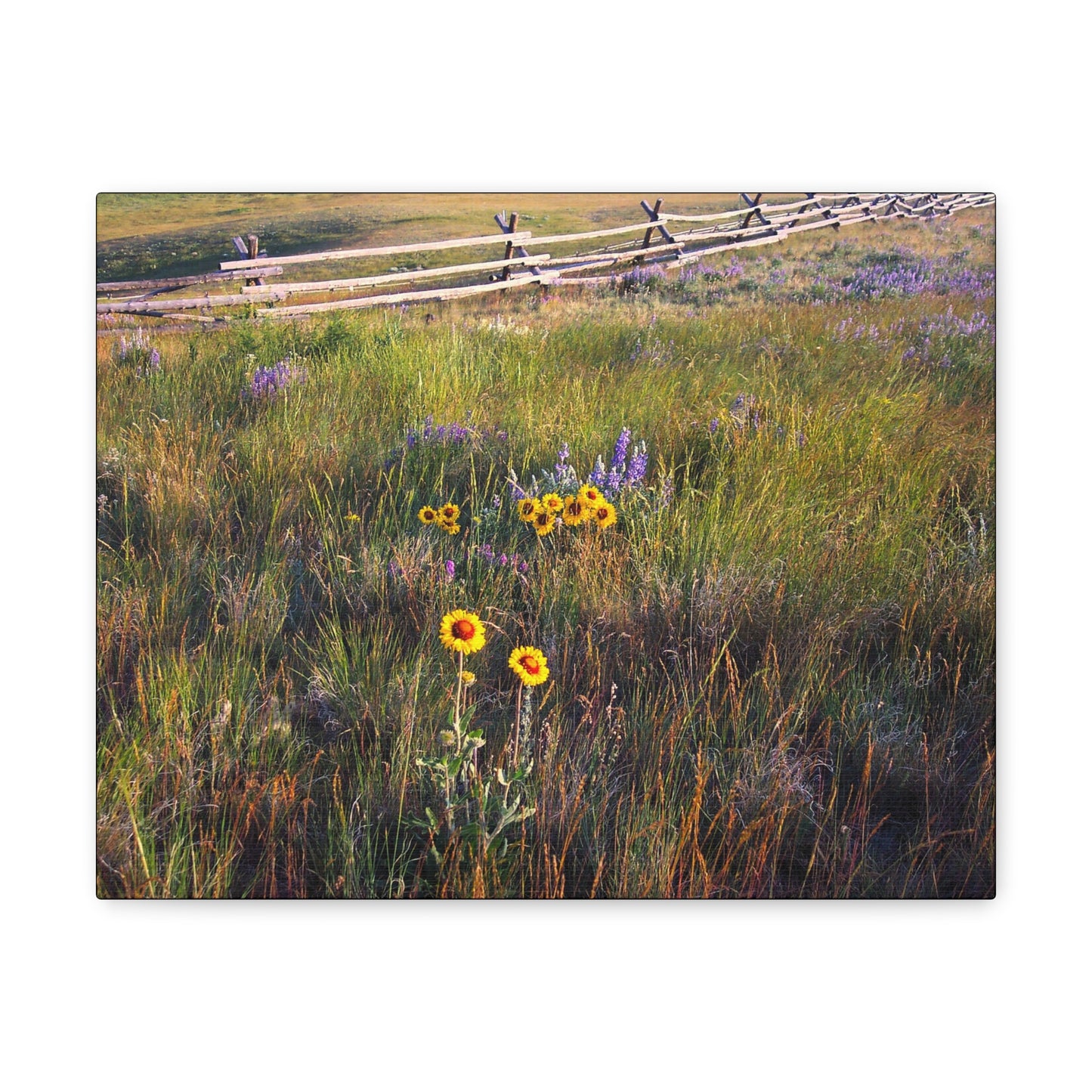 "Field Of Wildflowers" (2)