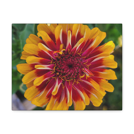 "Yellow Flame Zinnia"