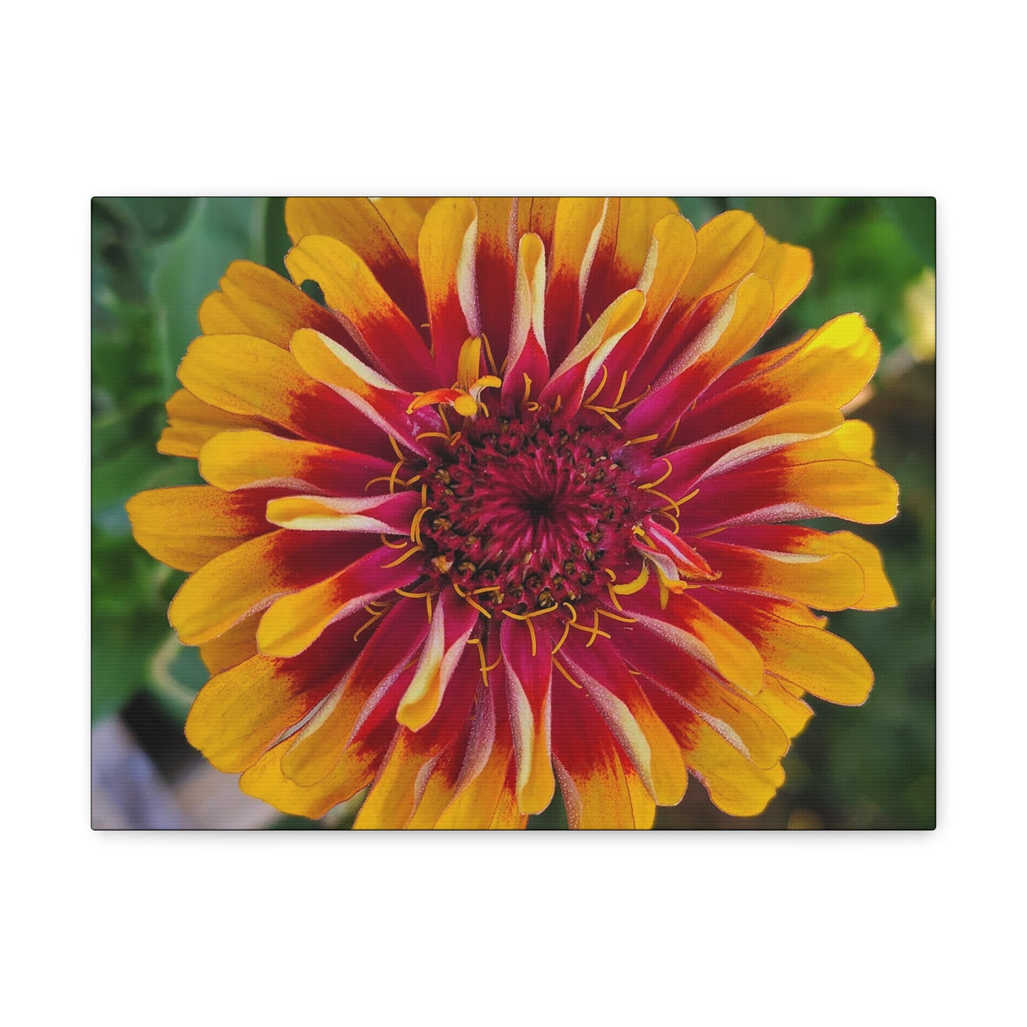 "Yellow Flame Zinnia"