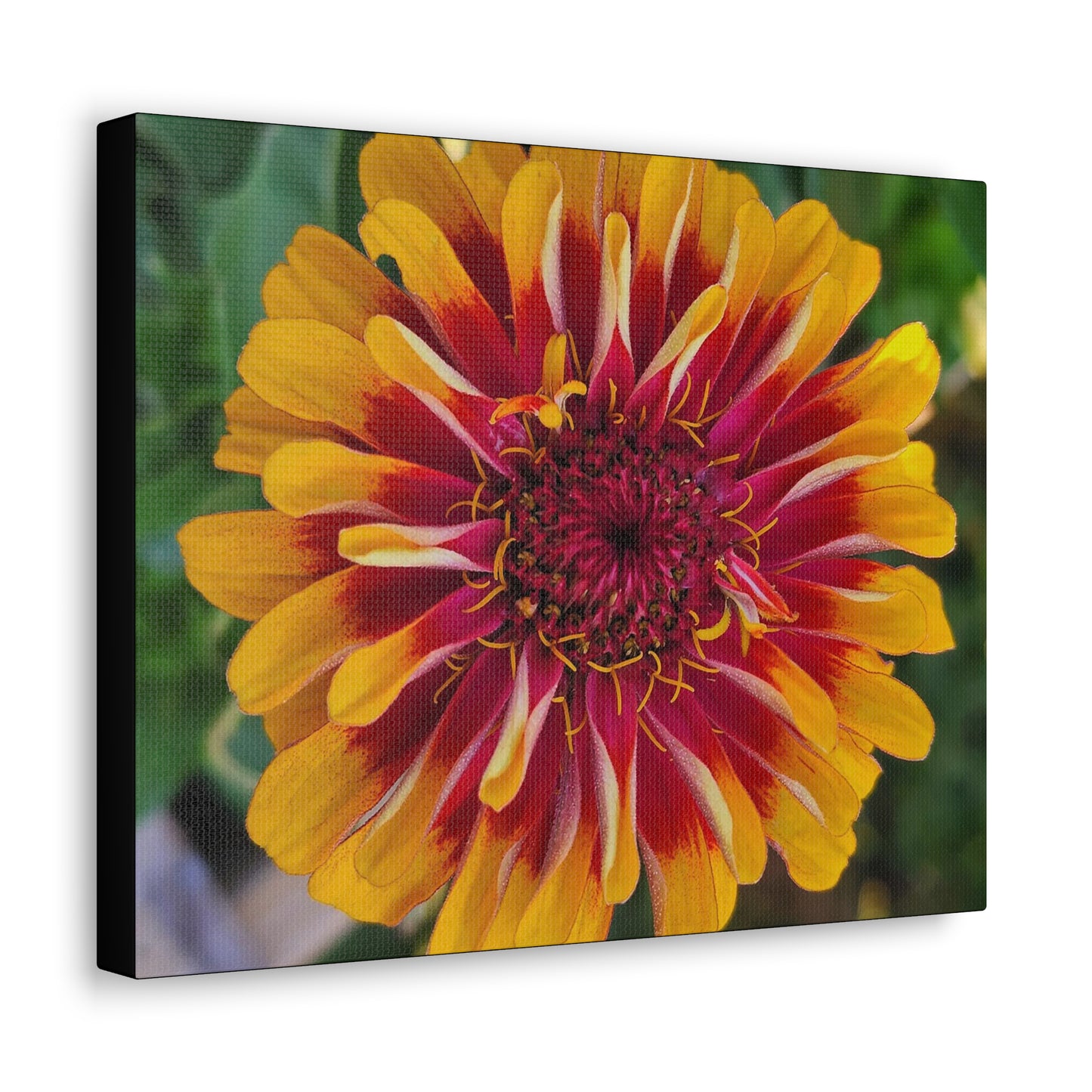 "Yellow Flame Zinnia"