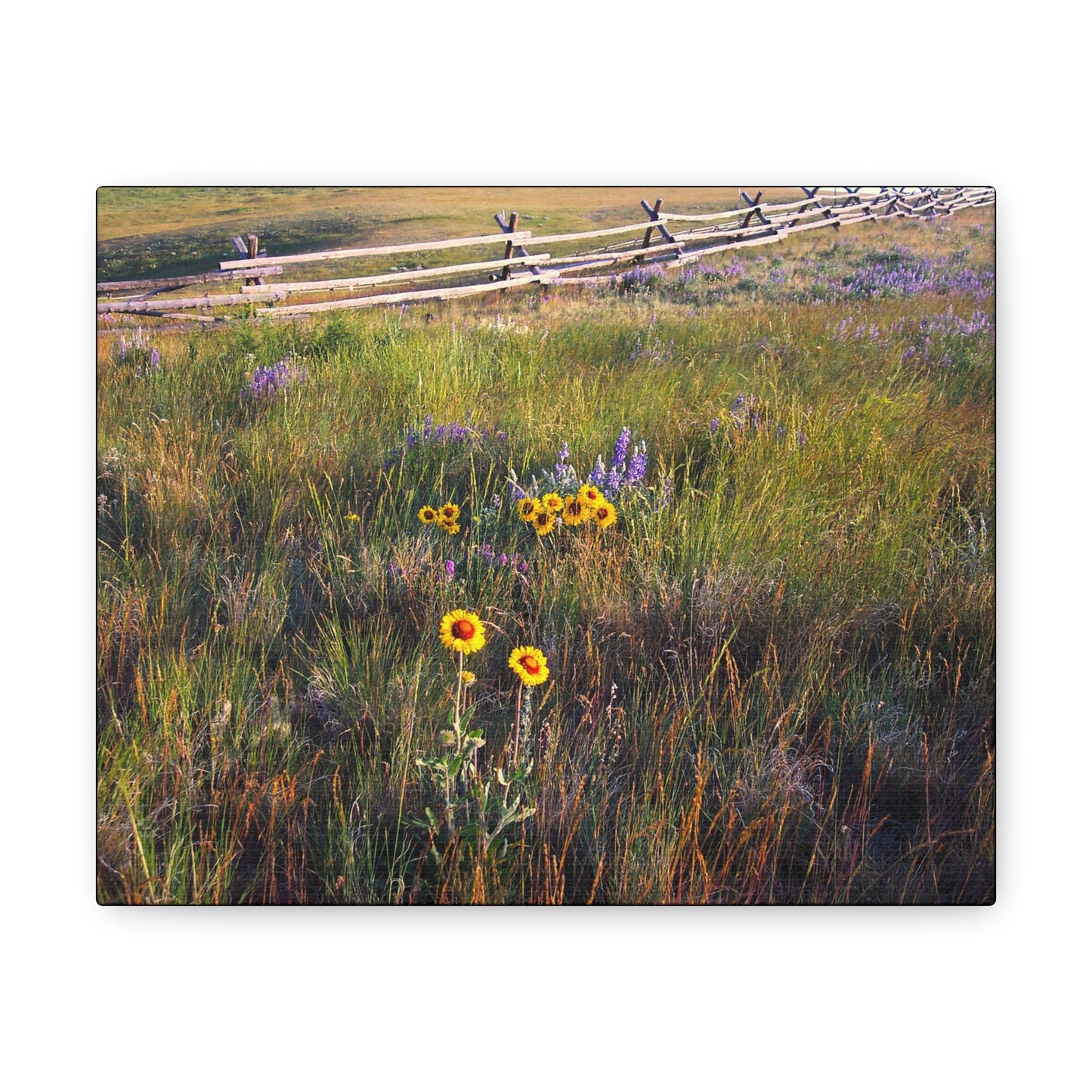 "Field Of Wildflowers" (2)