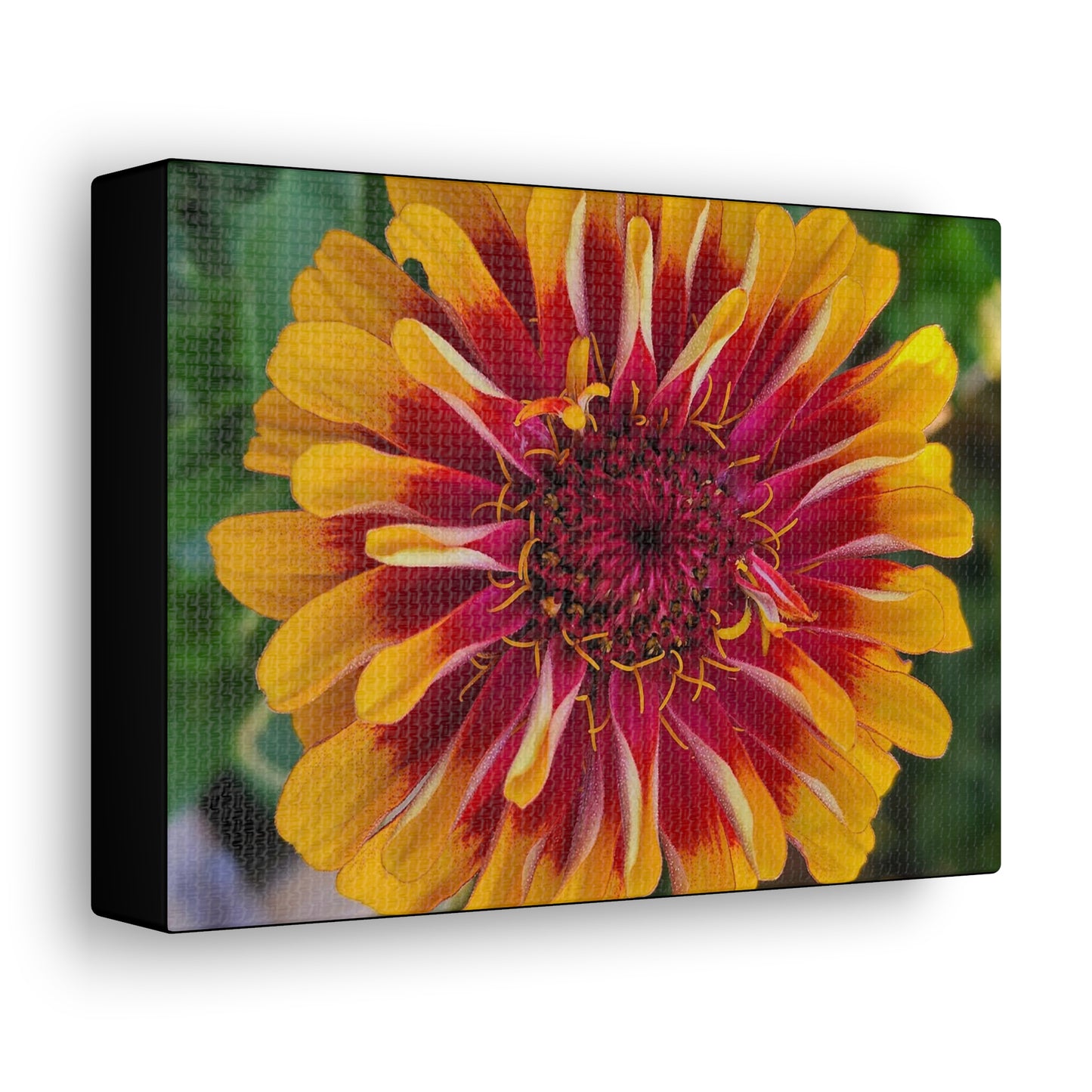 "Yellow Flame Zinnia"