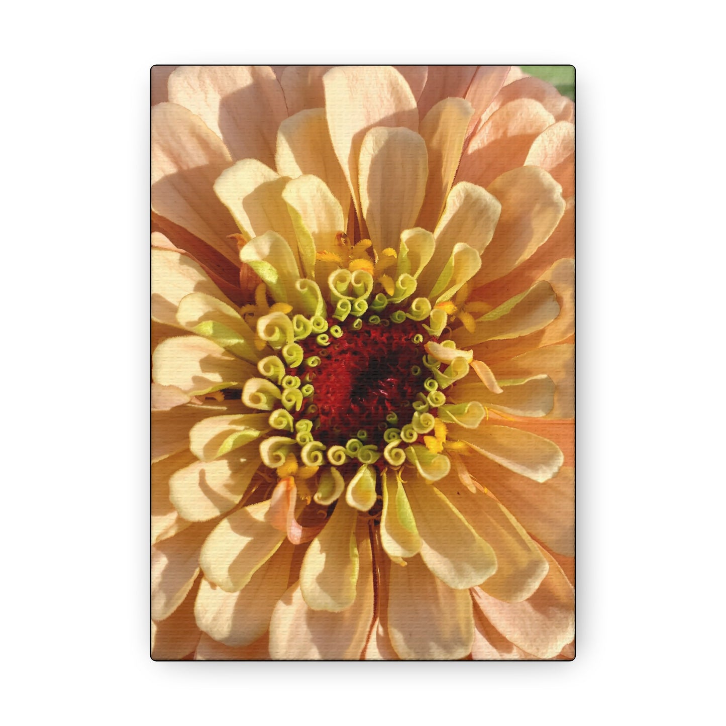 "Apricot Zinnia"