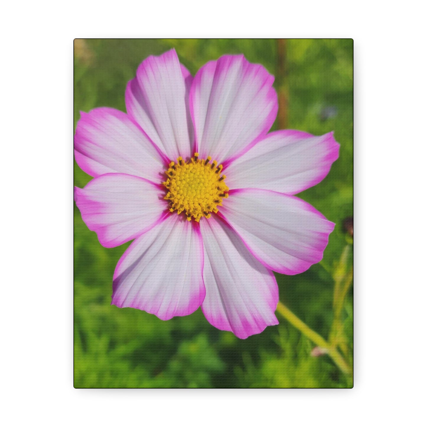 "Capriola Cosmos"