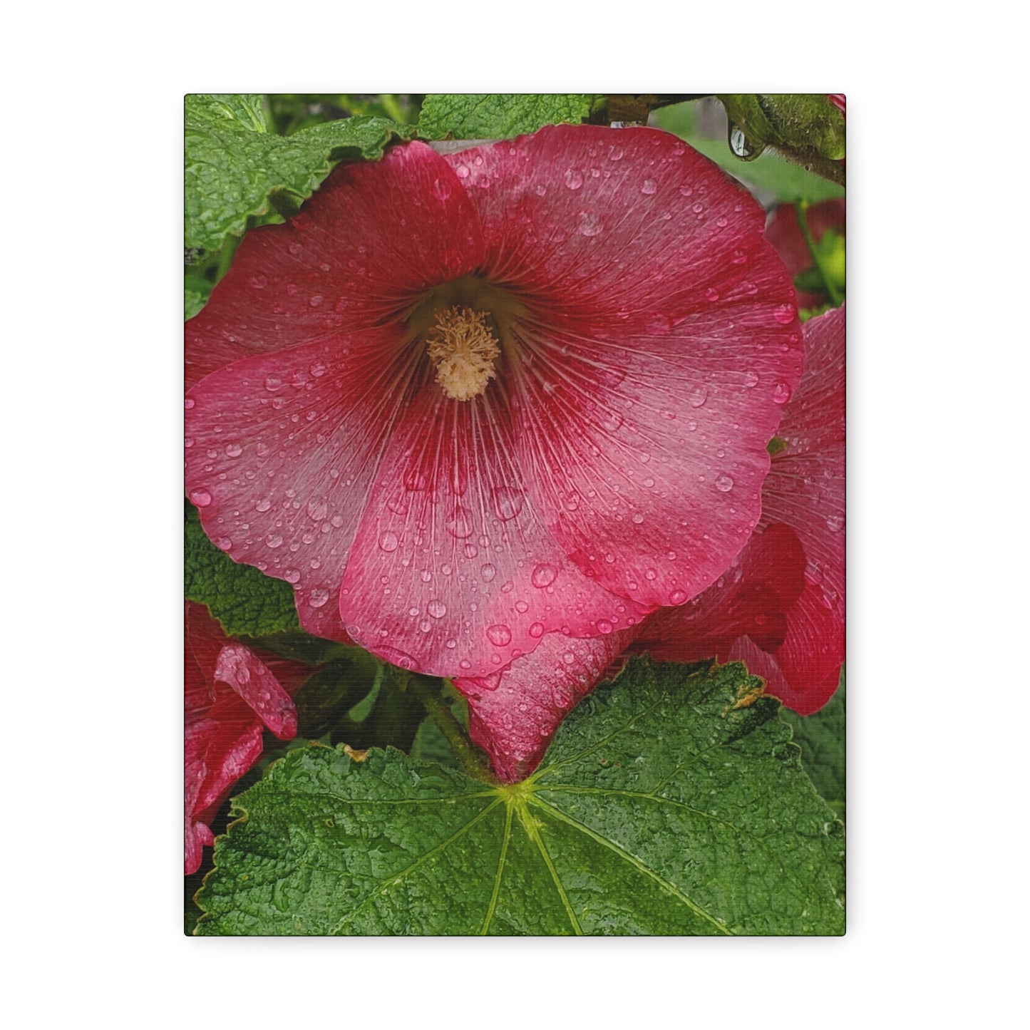 "Red Hollyhock" Canvas Gallery Wrap