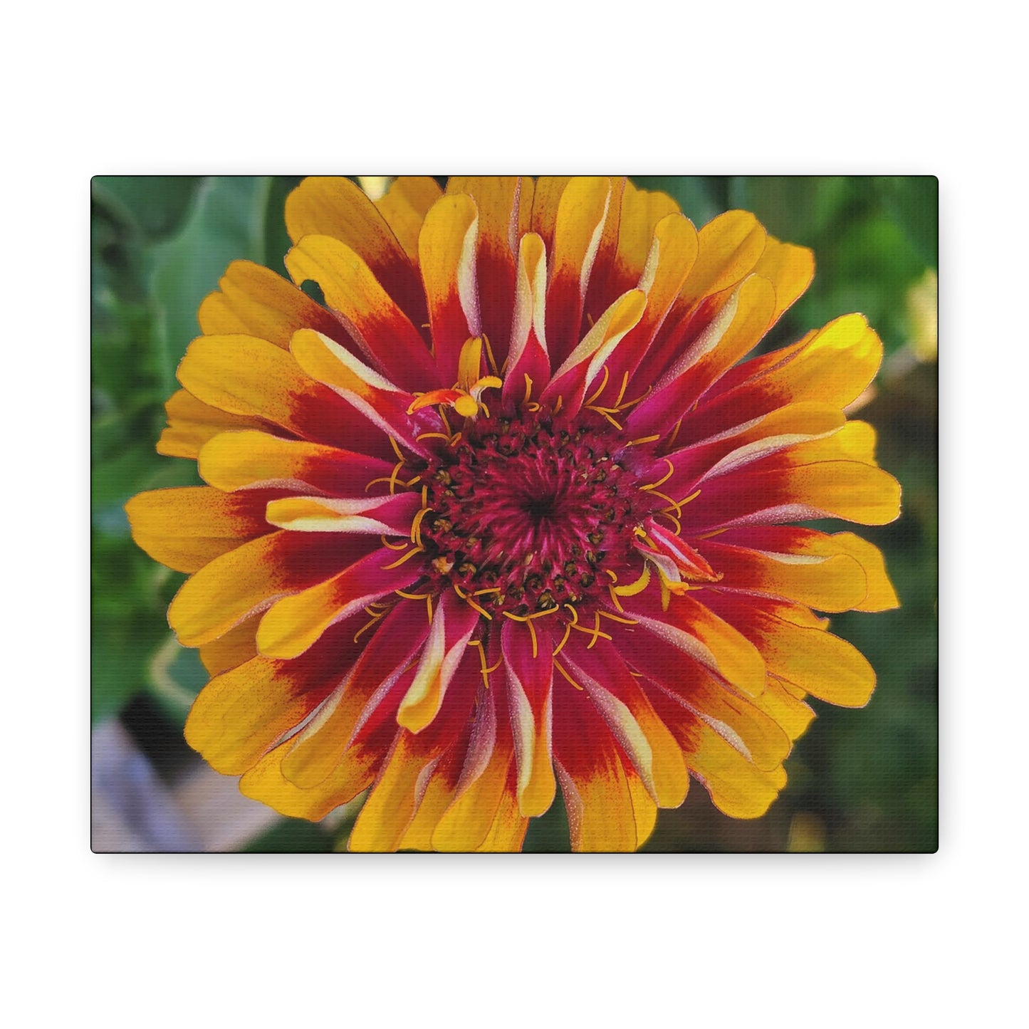 "Yellow Flame Zinnia"