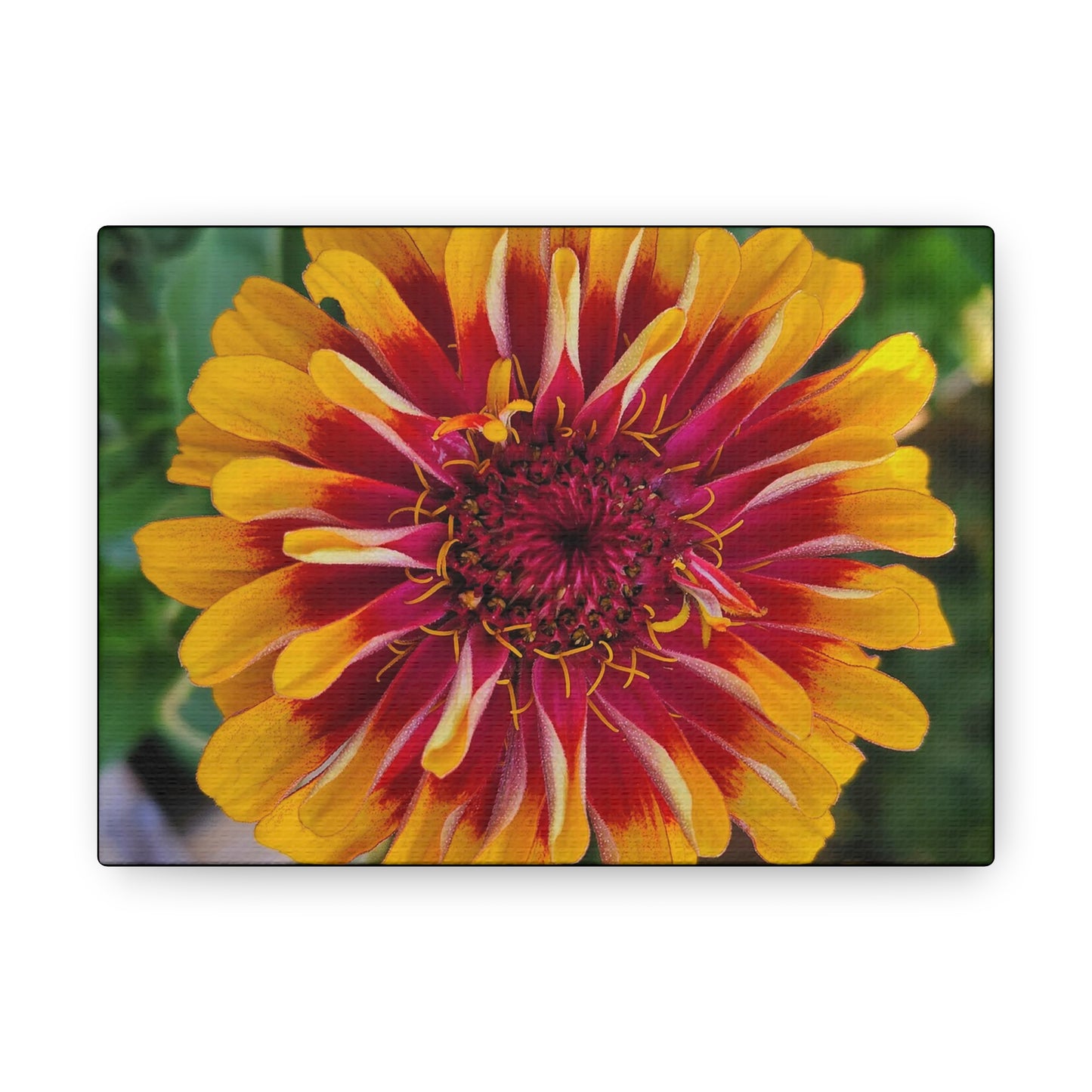 "Yellow Flame Zinnia"