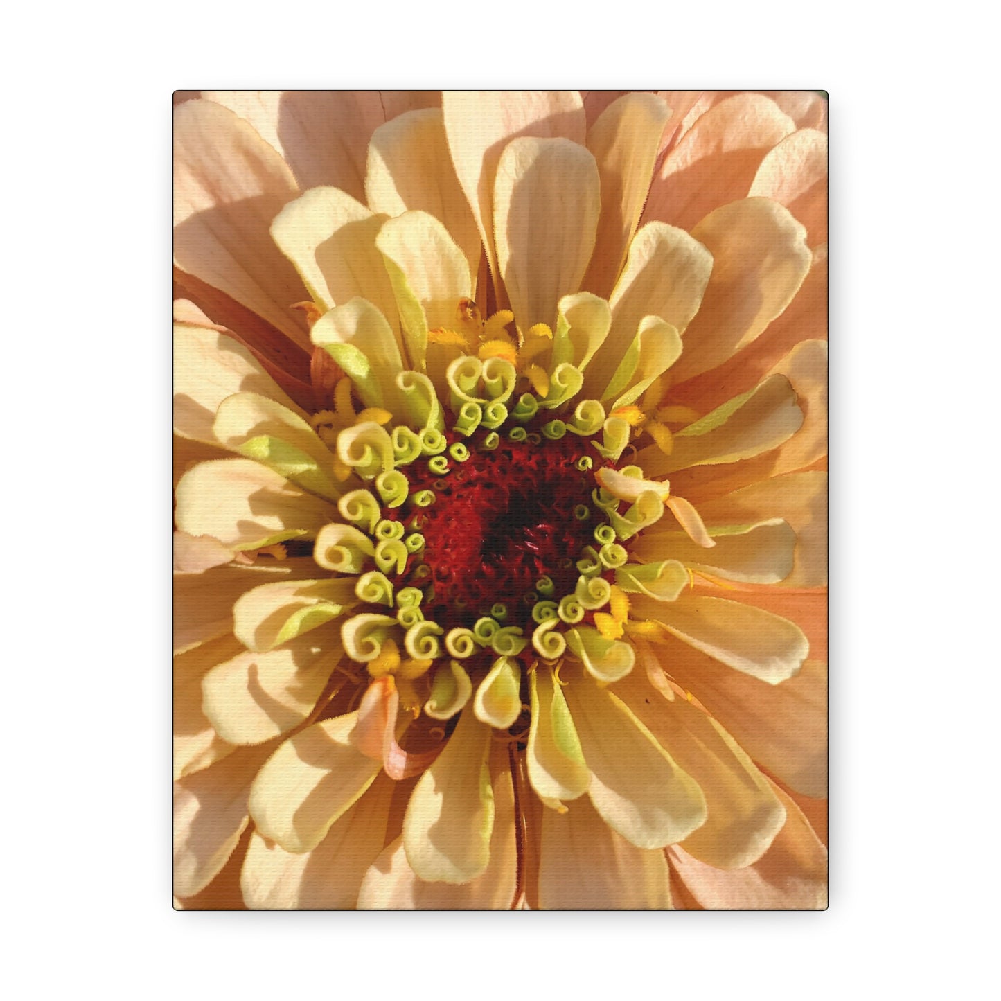 "Apricot Zinnia"