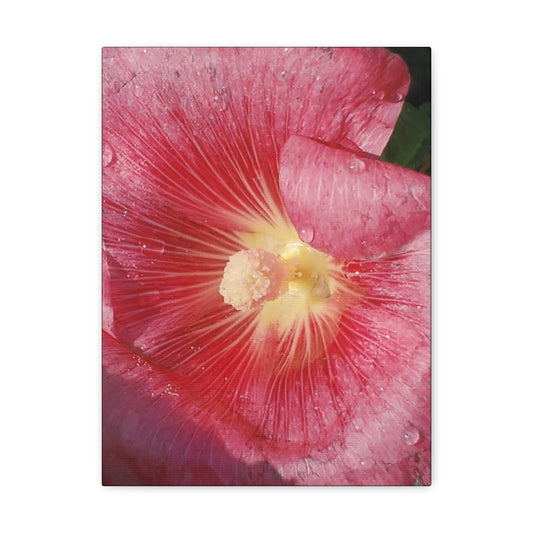 "Pink Hollyhock"