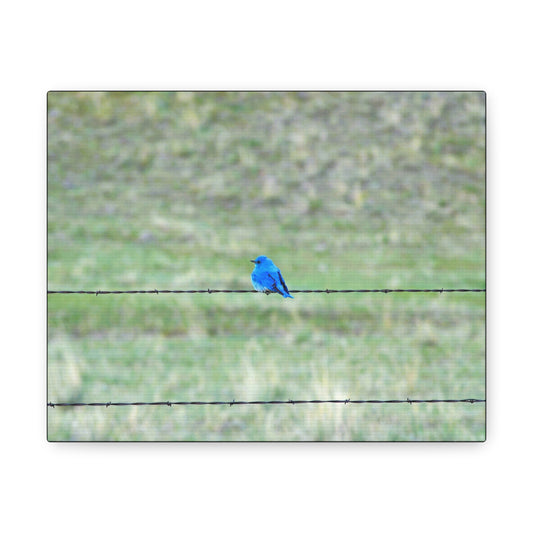 "Bluebird On Wire"