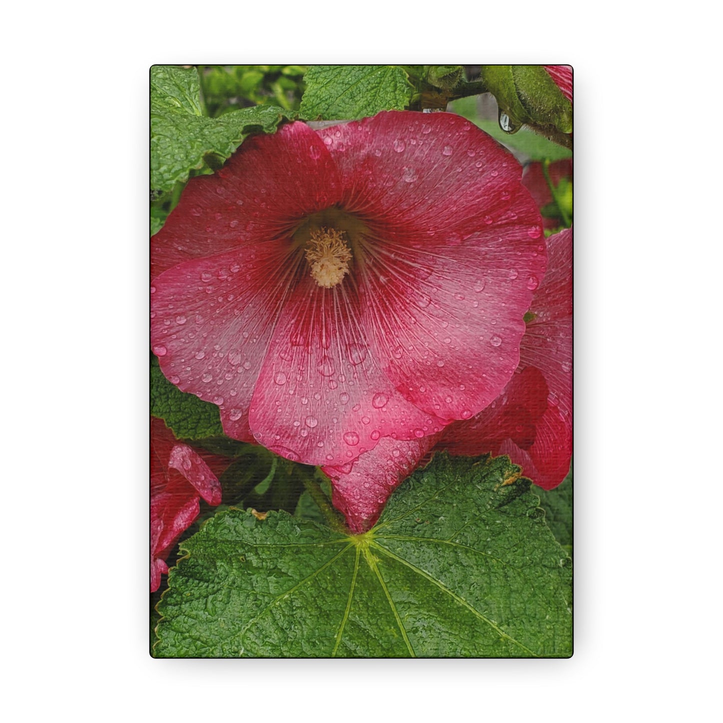 "Red Hollyhock" Canvas Gallery Wrap